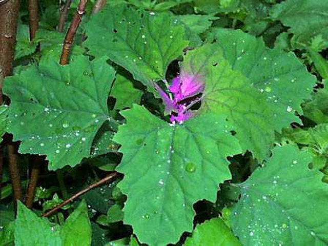 野草画像アカザ