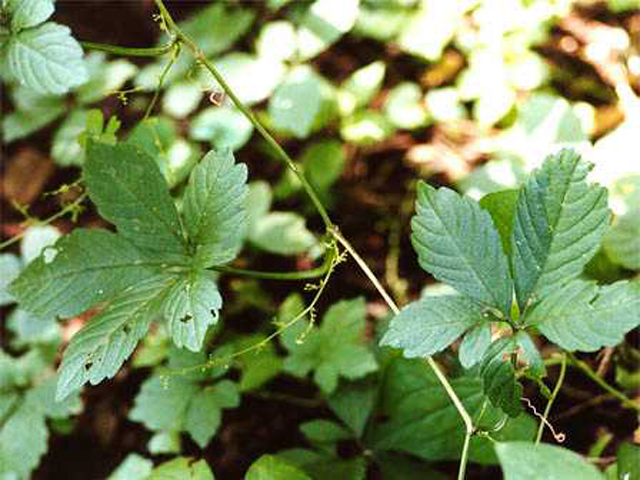 野草画像アマチャヅル