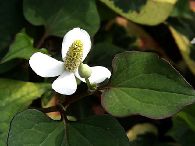 野草画像ドクダミ