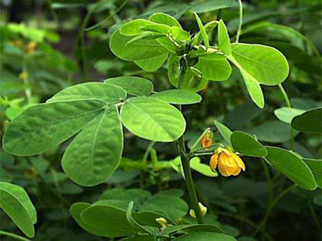 野草画像カワラケツメイ