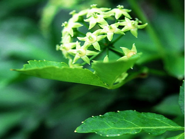 野草画像エゾウコギ