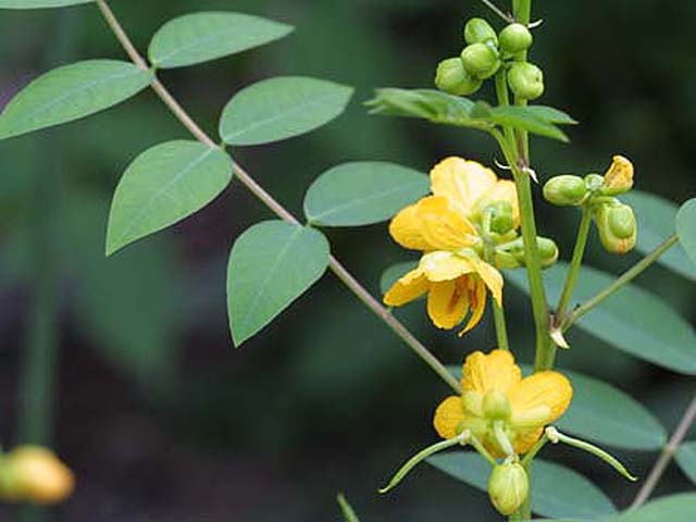 野草画像ハブソウ