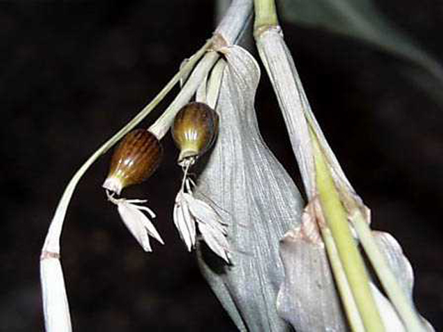 野草画像ハトムギ