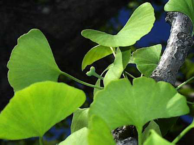 野草画像イチョウの葉