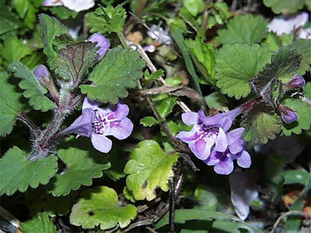 野草画像カキドオシ