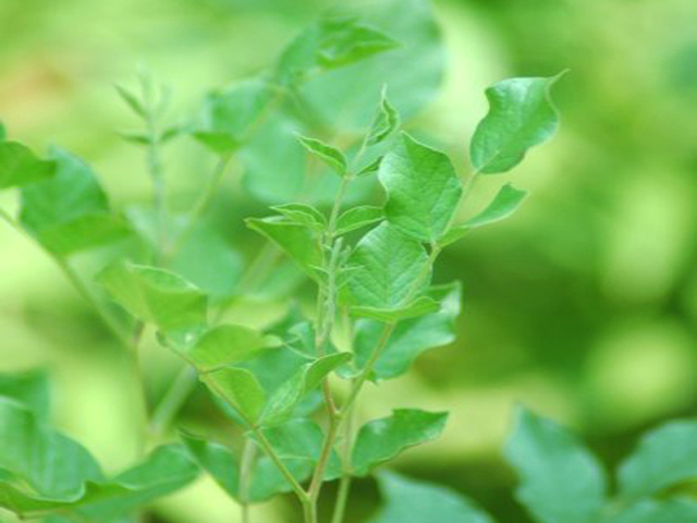 野草画像カンゾウ