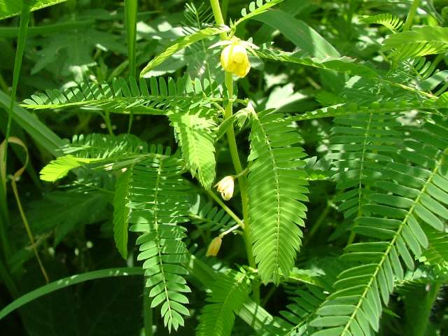 野草画像カワラケツメイ