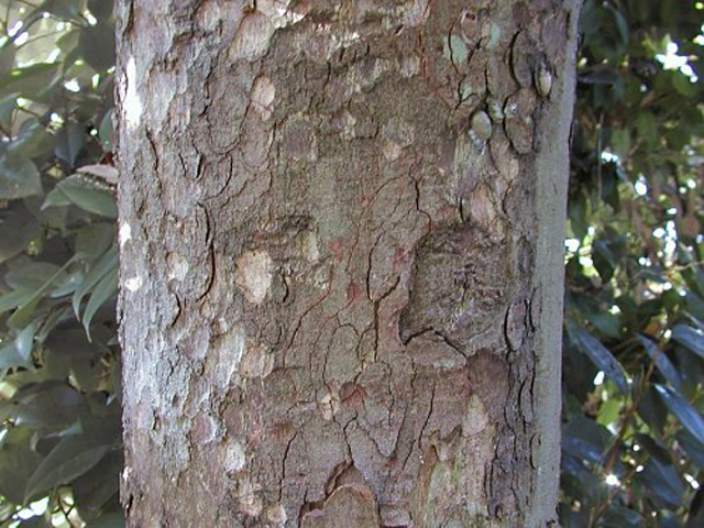 野草画像ケイヒ