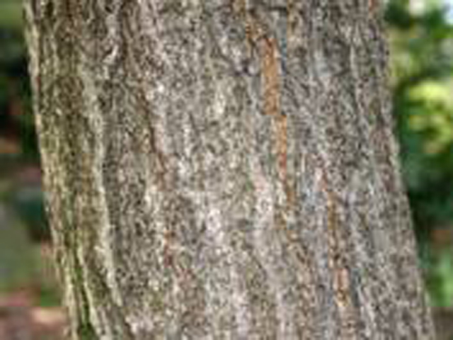 野草画像コナラ