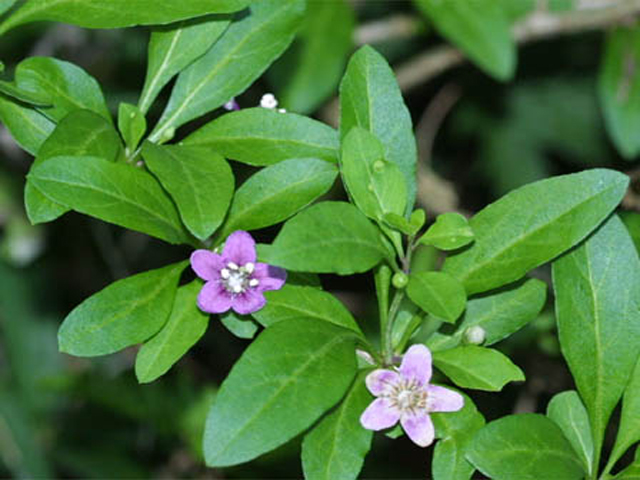 野草画像クコの葉