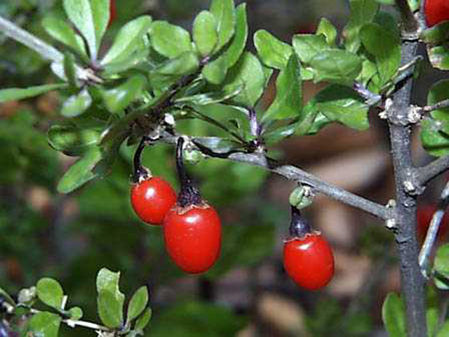 野草画像クコの実