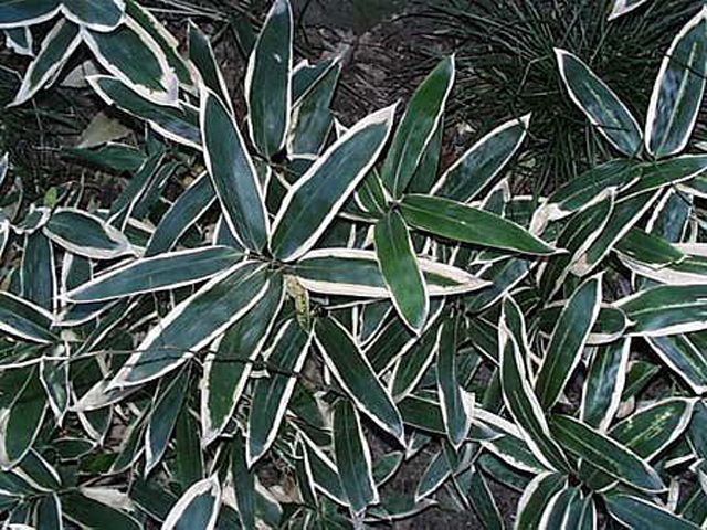 野草画像クマザサ