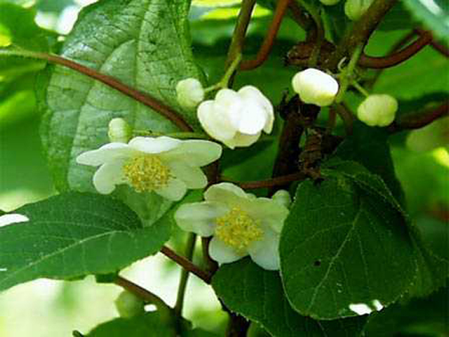 野草画像マタタビ