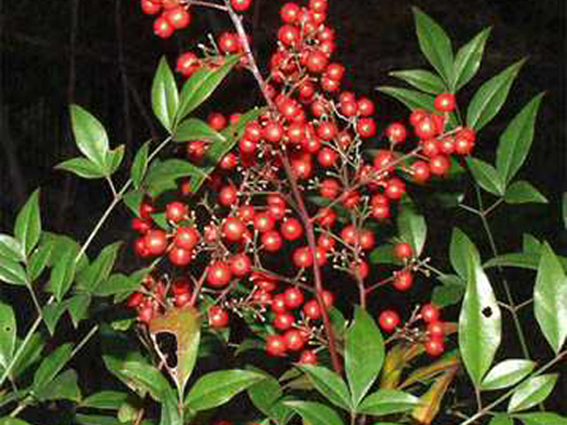 野草画像ナンテン