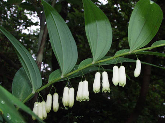 野草画像ナルコユリ