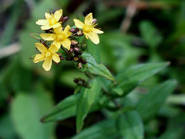 野草画像オトギリソウ