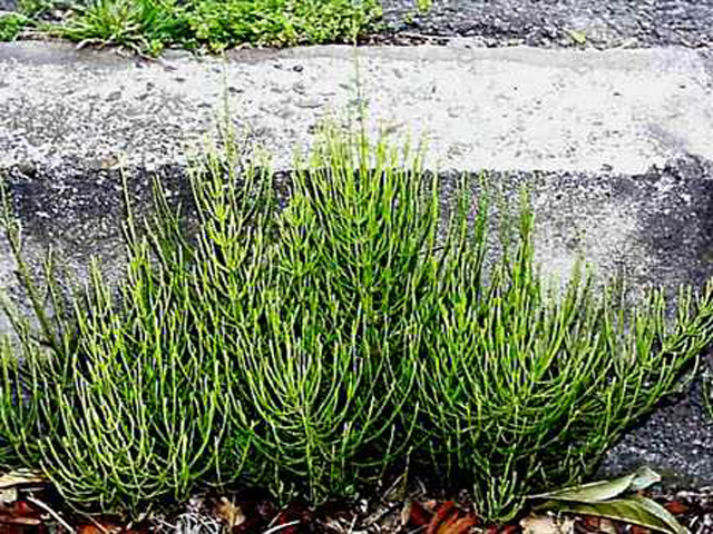 野草画像スギナ