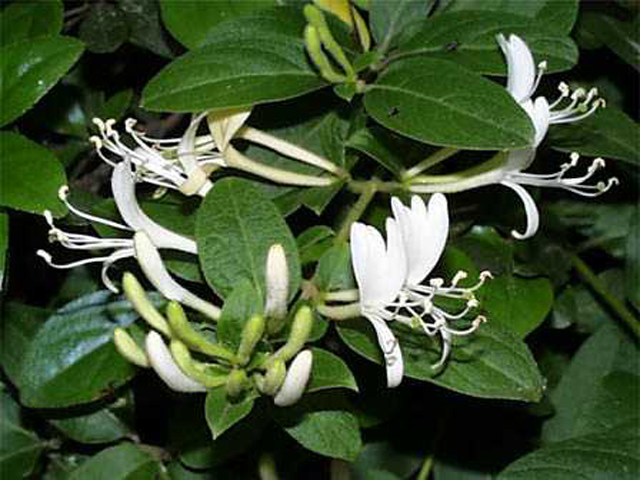 野草画像スイカズラ