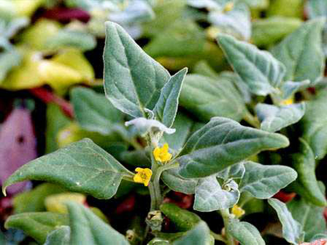 野草画像ツルナ