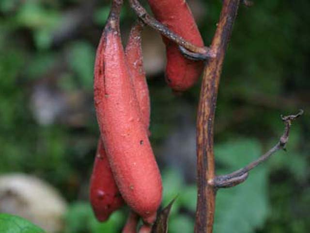 野草画像ツチアケビ