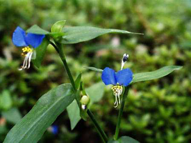 野草画像ツユクサ