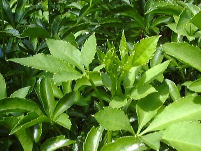 野草画像ウコギ