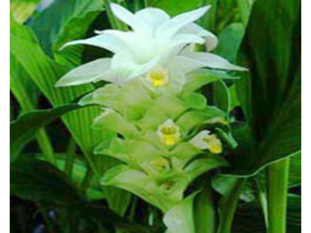 野草画像ウコン