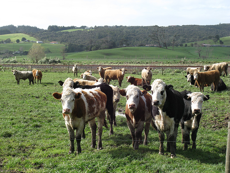 ニュージーランドの牛
