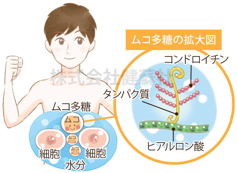 ムコ多糖について