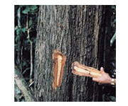 タヒボ製造工程-樹木の選別